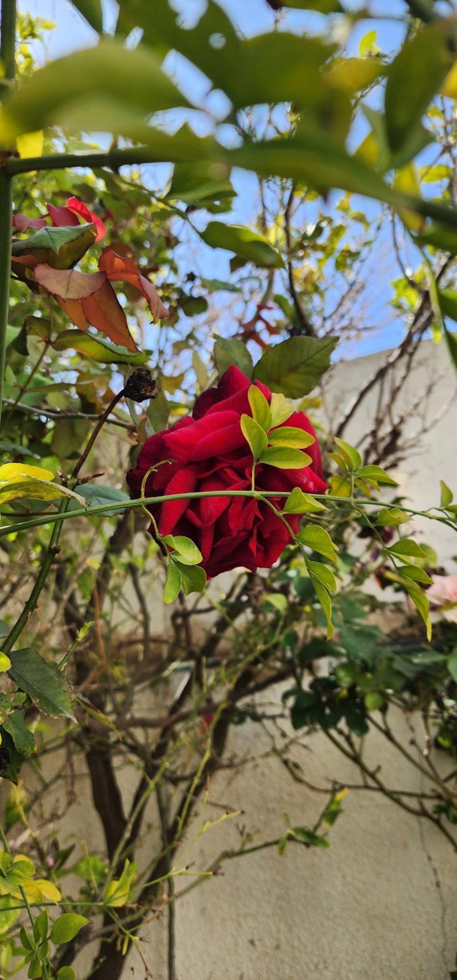 Duplex Bien Equipe Securise Avec Jardin Et Veranda Λα Μάρσα Εξωτερικό φωτογραφία